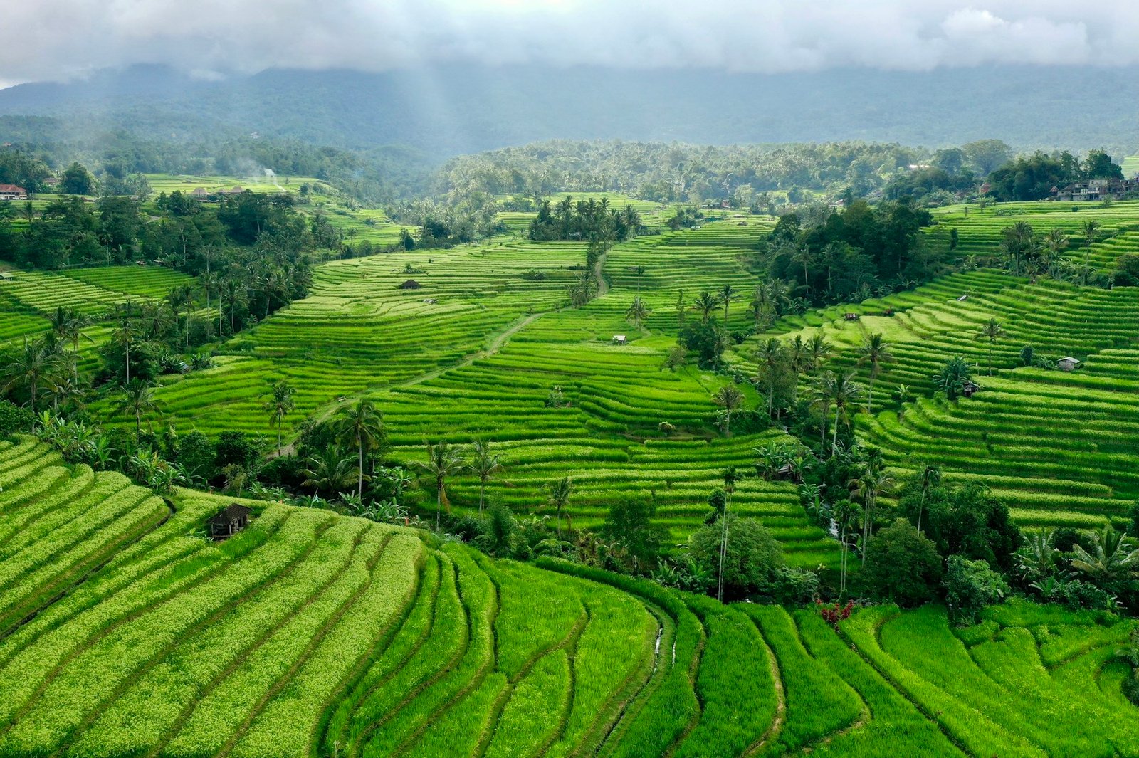 The Ubud day